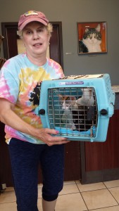 Andi Kammerman Foster Cats