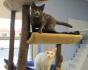 Two Cats on Cat Tree Branches