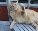 help animals