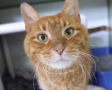 Volunteer Roles Skippy Jon Jones