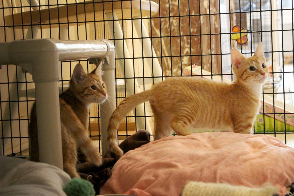 Tyroil and Xmus say double the kittens, double the cuteness!