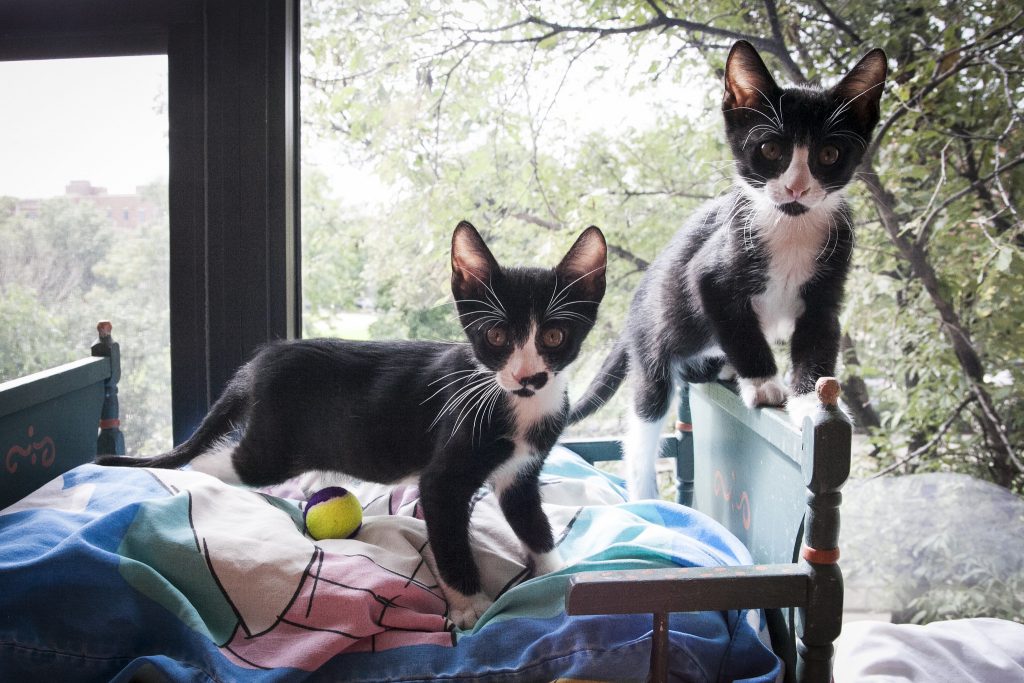 Adopted kittens Manhattan and Batdance know that two is better than one.