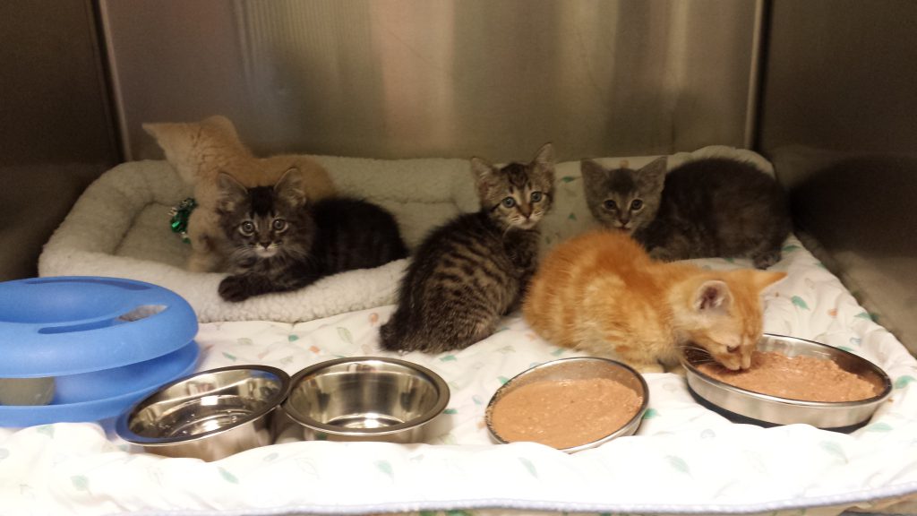 Kittens from a trapping project